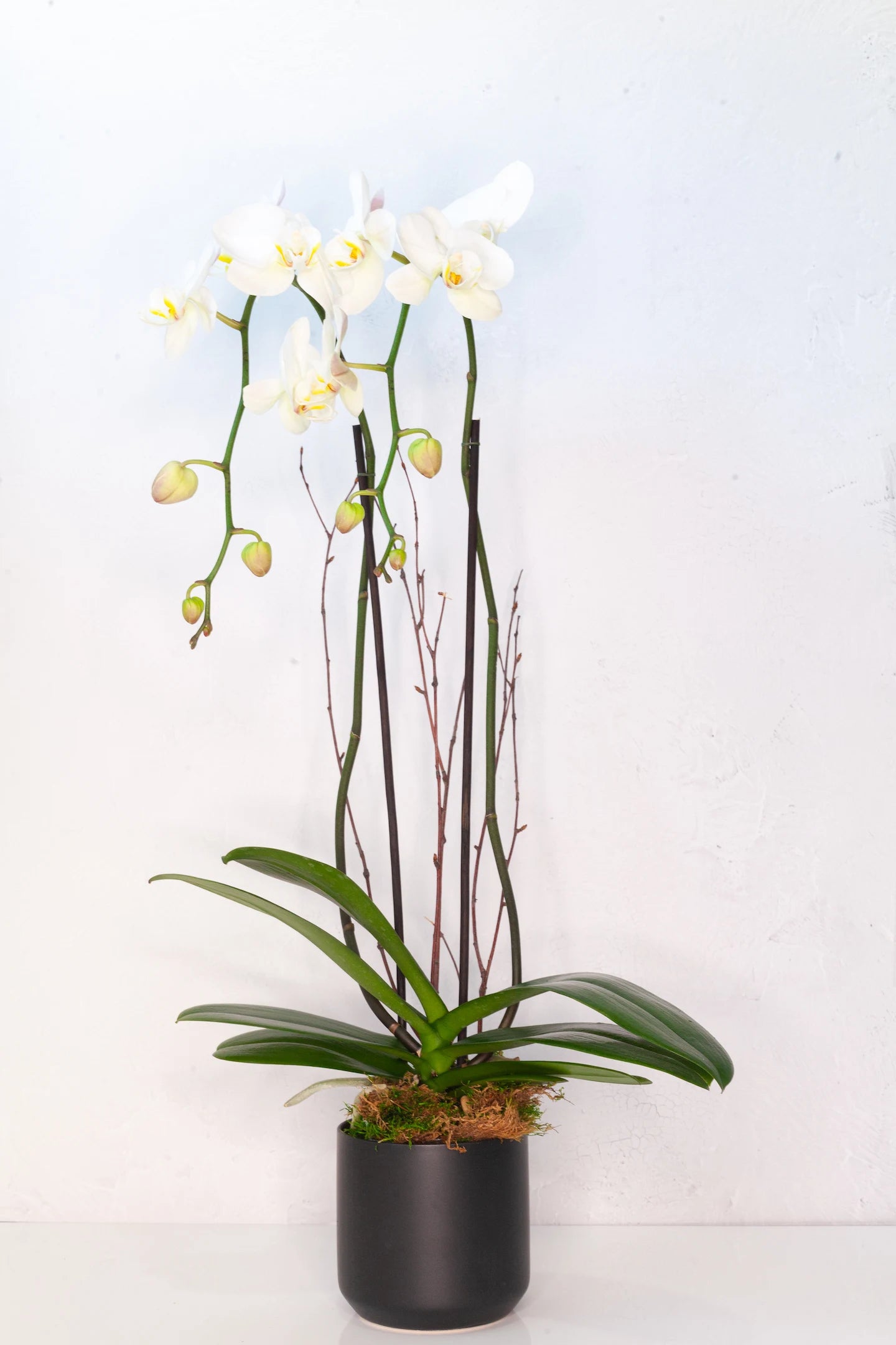 Double-stem white orchid in a black pot.