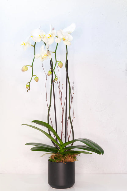 Double-stem white orchid in a black pot.