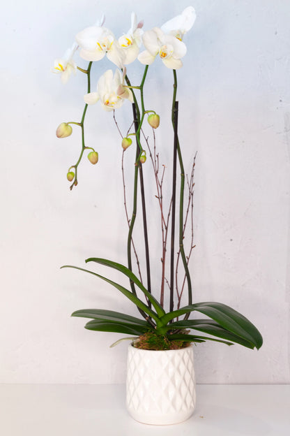 Double-stem white orchid in a white pot.