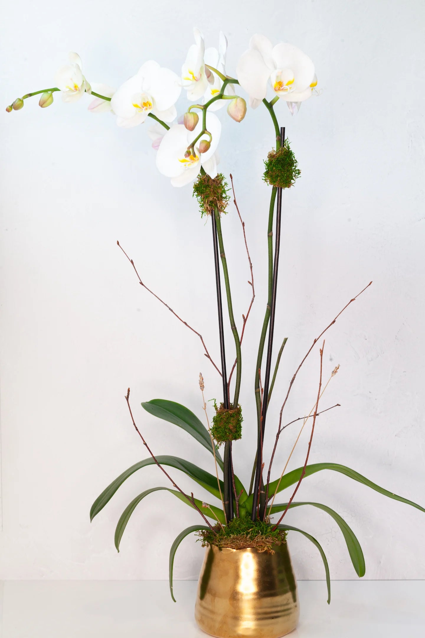 Double-stem white orchid in a gold pot.