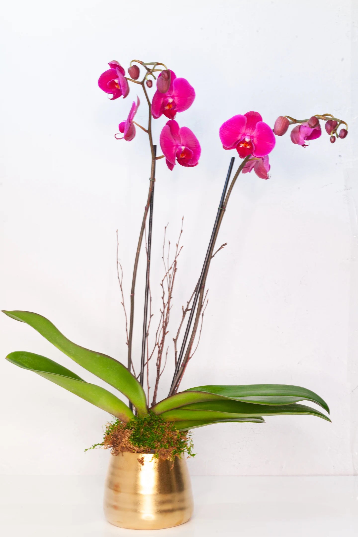 Bright pink orchid potted in a gold pot.