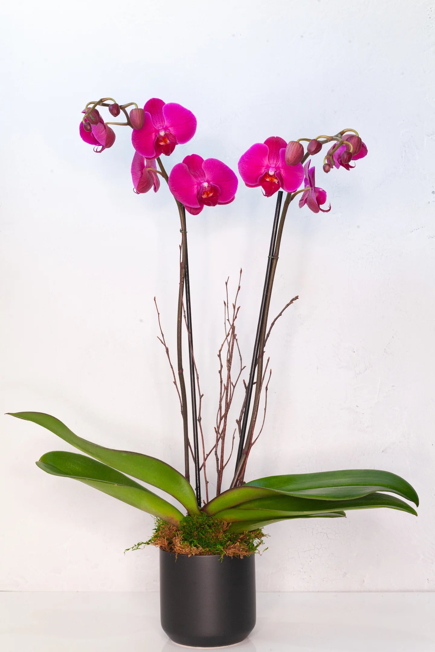 Double-stem pink orchid in a black pot.