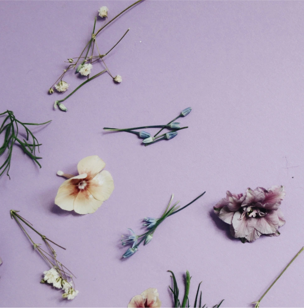 Several blue, white, and purple flowers on a light purple background.