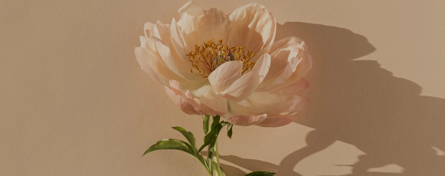 Close-up of a white flower with pink on the edges of the petals.