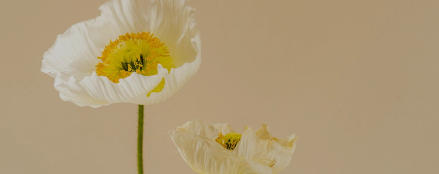 Two white flowers with leaves shown on a yellow background.