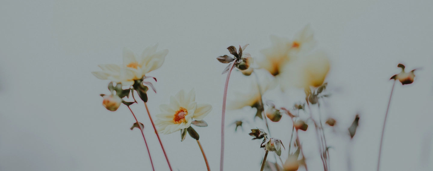 Several white and yellow flowers on a white background.