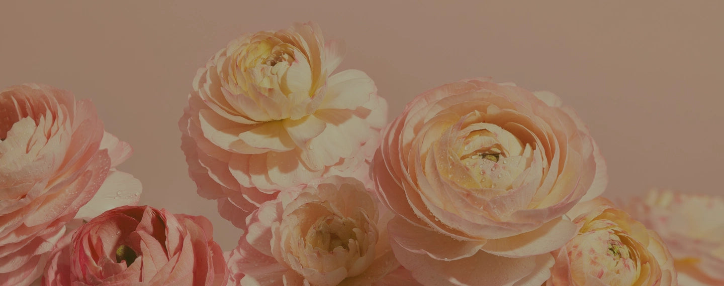 Close-up of light pink flowers on a light pink background.