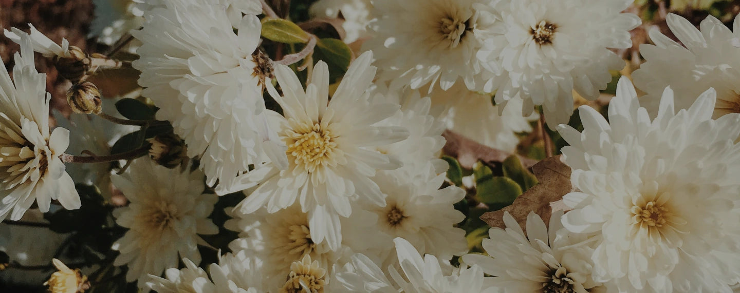 Overhead shot of white flowers arranged in a custom bouquet.