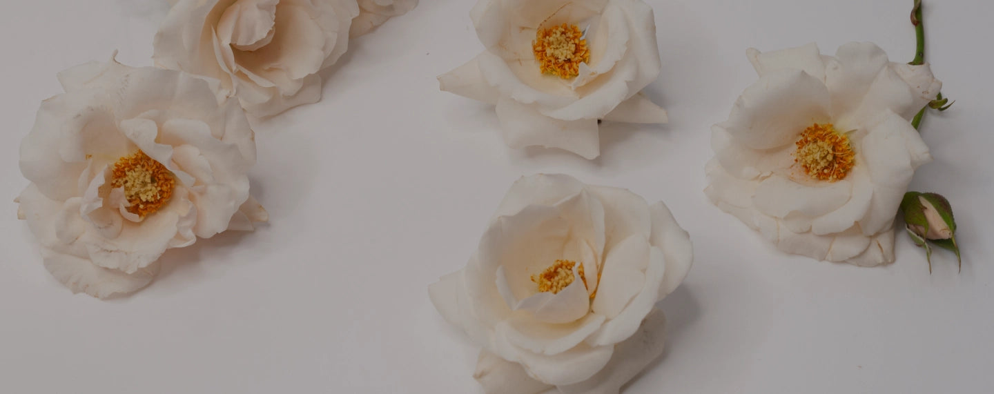 Several white and yellow flowers laying on a white surface.