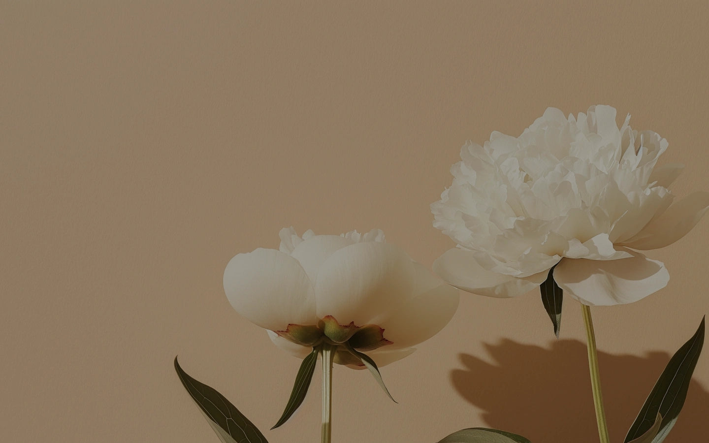 Two white flowers with leaves shown on a peach background.