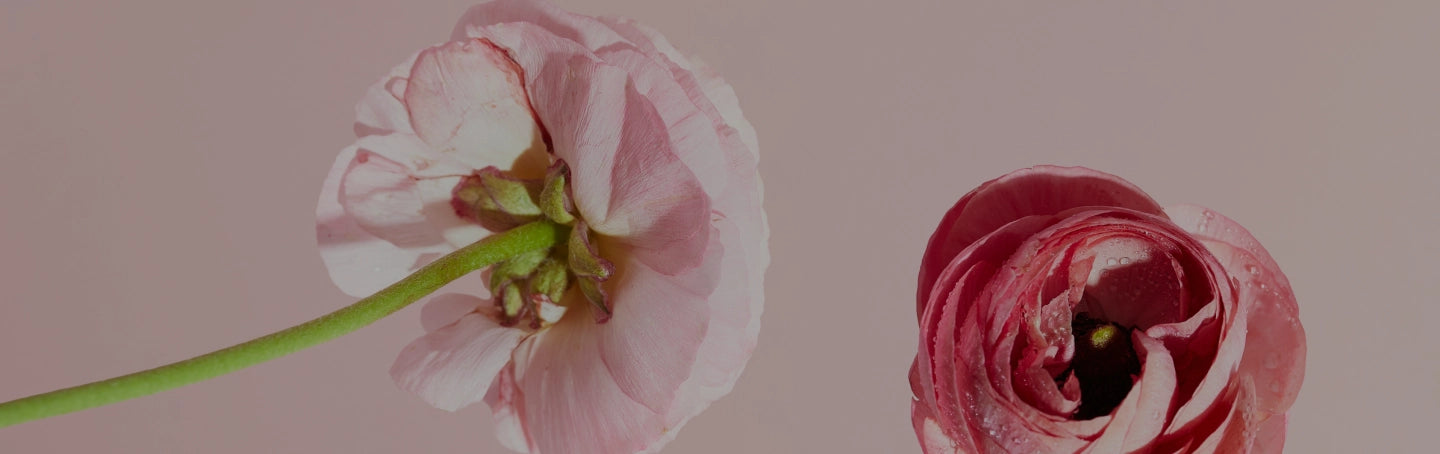 Close-up of two pink flowers on a light pink background.